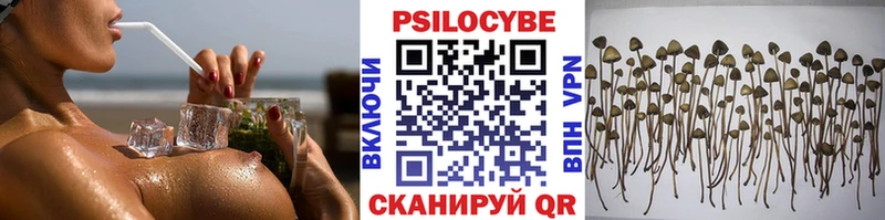 кракен вход  Болохово  Галлюциногенные грибы Cubensis 